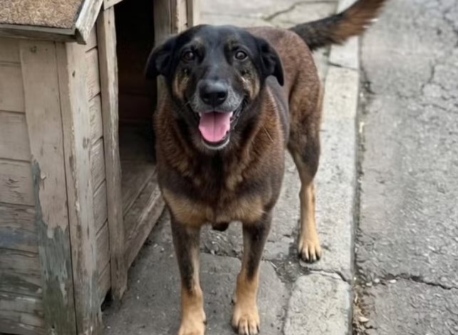 Repercussão do caso do cachorro “Orelha” expõe maus-tratos a animais em Aparecida do Taboado